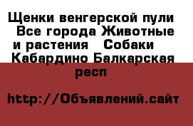 Щенки венгерской пули - Все города Животные и растения » Собаки   . Кабардино-Балкарская респ.